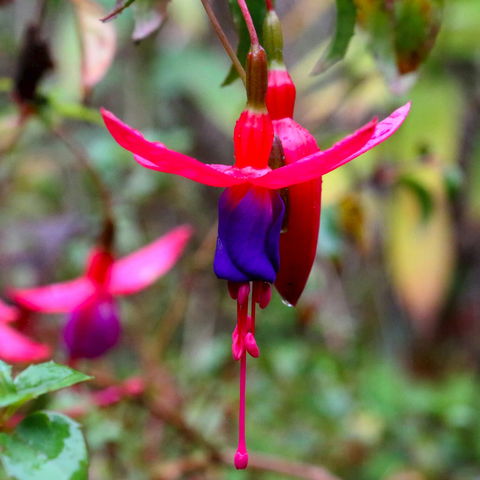 Friends Of Tindale Garden Monthly Plant Sales - Accommodation BNB 0