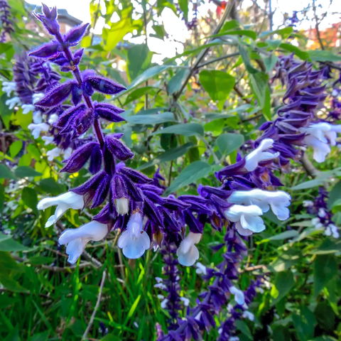 Friends Of Tindale Garden Monthly Plant Sales - Accommodation BNB 1