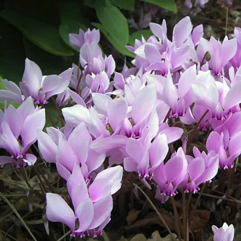 Friends Of Tindale Garden Monthly Plant Sales - Accommodation BNB 2