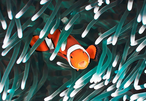 Great Barrier Reef Masters Games - Accommodation BNB 1