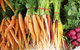 Joondalup Growers Market - thumb 0