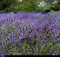 Lavender Herb and Chilli Festival - Accommodation BNB