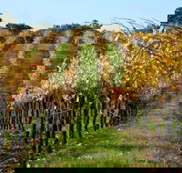 Miners Ridge Wine Tasting - Accommodation BNB