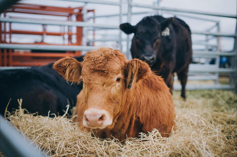 Mudgee Small Farm Field Days - Accommodation BNB 2