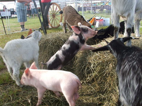 Primex Field Days - Online Virtual Event - Accommodation BNB 2