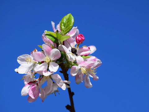 Spring Time At Hunter Valley Gardens - Accommodation BNB 0