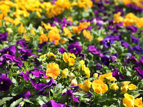 Spring Time At Hunter Valley Gardens - Accommodation BNB 2