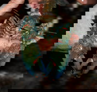 Windorah International Yabby Races - Postponed - Accommodation BNB