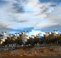 Annual Bredbo Sheep Dog Trials - Accommodation BNB