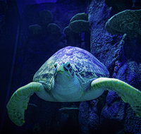 Sydney's Aquarium
