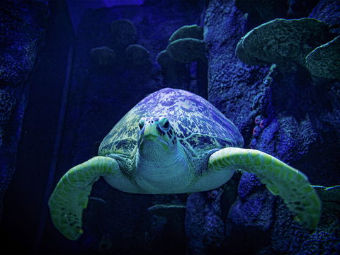 Sydney's Aquarium - Accommodation BNB 0