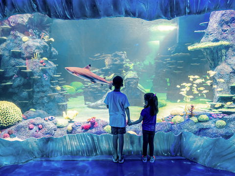 Sydney's Aquarium - Accommodation BNB 1