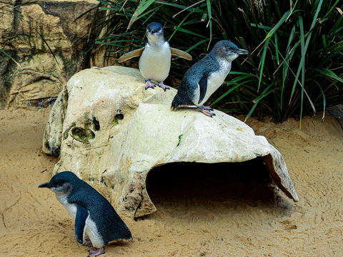 Sydney's Aquarium - Accommodation BNB 2