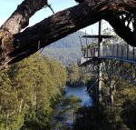 Tahune Air Walk Lodge - Accommodation BNB
