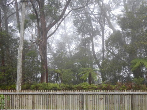 Buddha Cottage Springbrook - Accommodation BNB 6