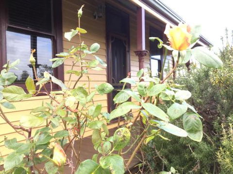 Albion Cottage - Accommodation BNB 4