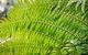 Bessou - thumb 1