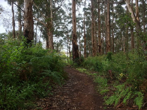 Margarets Forest - Accommodation BNB 3