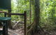 Daintree Crocodylus - thumb 2