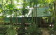 Daintree Crocodylus - thumb 1