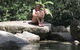 Daintree Crocodylus - thumb 4