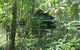 Daintree Crocodylus - thumb 3