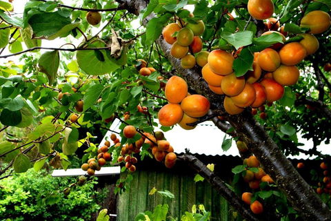 Eureka Farm - Accommodation BNB 6