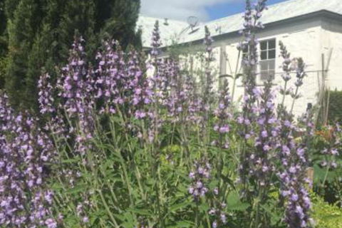 Petschel House - Accommodation BNB 1