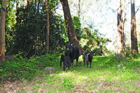 Alcheringa Cottage - Accommodation BNB 4