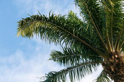 Esprit Luxury Retreat Palm Cove - Accommodation BNB 1