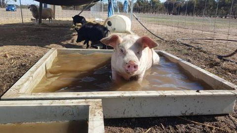 A Better Life Animal Sanctuary FarmStay Private Two Bedrooms Lounge Room & Bathroom & Toilet Shared Kitchen - Accommodation BNB 2