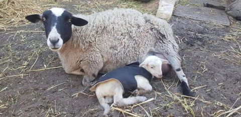 A Better Life Animal Sanctuary FarmStay Private Two Bedrooms Lounge Room & Bathroom & Toilet Shared Kitchen - Accommodation BNB 1