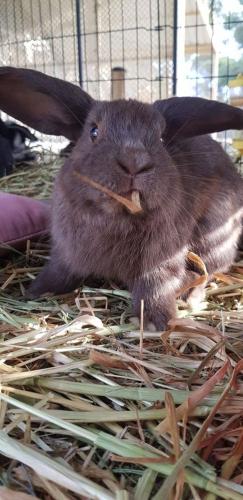 A Better Life Animal Sanctuary FarmStay Private Two Bedrooms Lounge Room & Bathroom & Toilet Shared Kitchen - Accommodation BNB 5