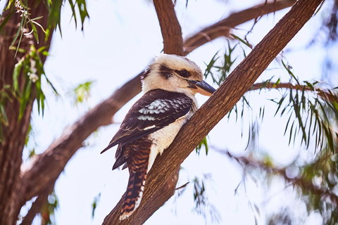 Lorne Foreshore Caravan Park - Accommodation BNB 3