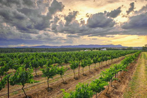 Adina Vineyard - Accommodation BNB 3