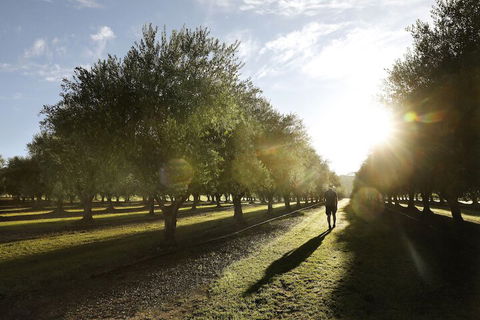 Adina Vineyard - Accommodation BNB 2