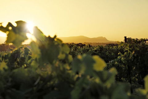 Adina Vineyard - Accommodation BNB 1