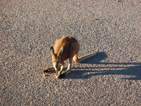 On The Deck @ Shark Bay - Accommodation BNB 5