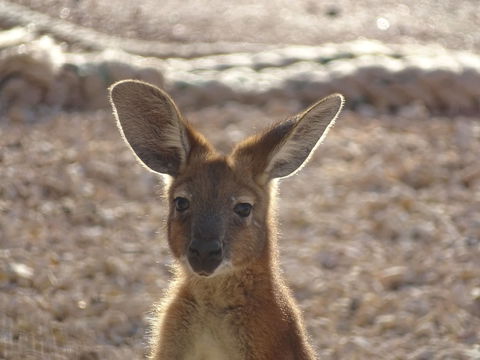 On The Deck @ Shark Bay - Accommodation BNB 3