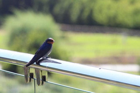 Bickley Valley Cottage - Accommodation BNB 3