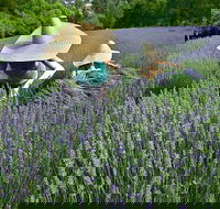 Lavandula Swiss Italian Farm - Accommodation BNB