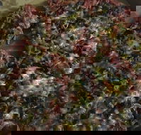 Ray's Pizza  Pasta - Accommodation BNB