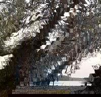 The Forest Door - Accommodation BNB