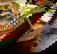 Polar Bear of Leura - Accommodation BNB