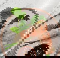 Golden Tree Cafe - Accommodation BNB