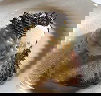 The Magpie Cafe - Accommodation BNB