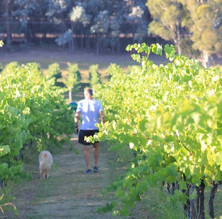 Tallagandra Hill Winery - Accommodation BNB 0