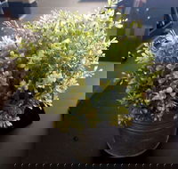 Wonderlust Cafe - Accommodation BNB