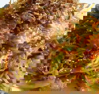 Saigon - Accommodation BNB