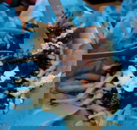 Charles St Pizza  Pasta - Accommodation BNB